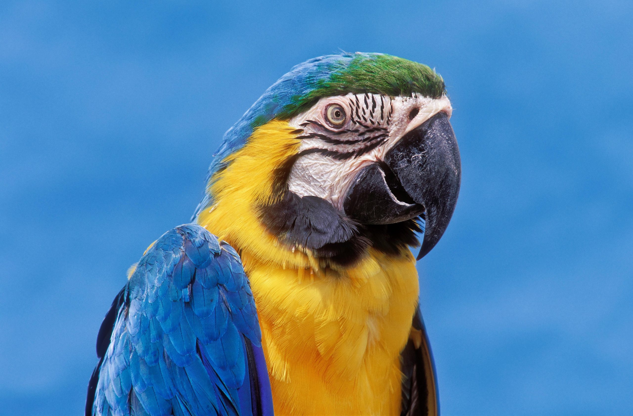 Goldie The Macaw Returns To Norwood Aquarium-July 22, 1978